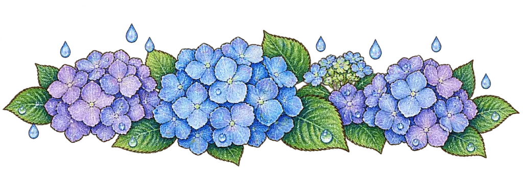 水彩のあじさいと雨粒。学校だより向けフリー素材